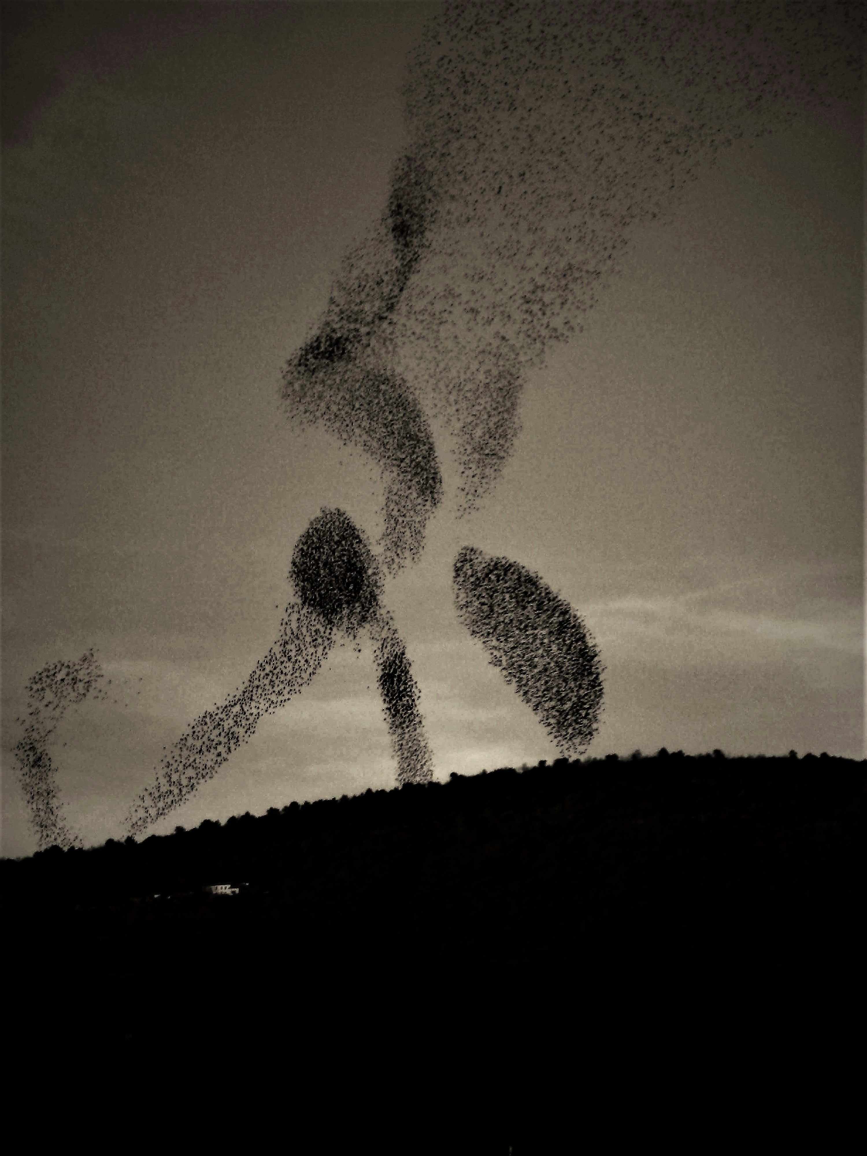 Constellation d'oiseaux