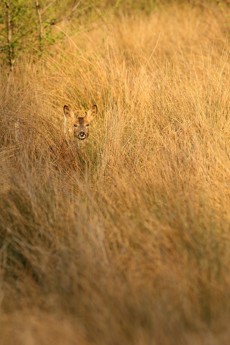 L'observateur observé